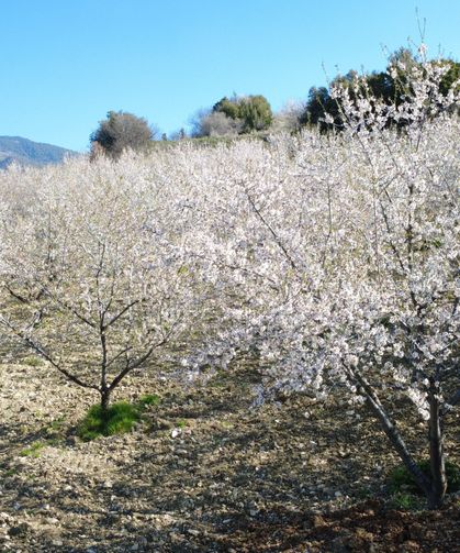 Manisa'da badem ağaçları çiçeklerle bezendi: Görsel şölen dronla görüntülendi