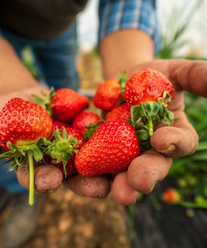 Köprübaşı çileği bu sene de çiftçinin yüzünü güldürdü