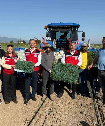 Manisa'da 131 bin dekarlık alanda domates mesaisi