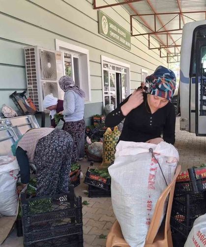 Sarıgöl'de taze bağ yaprağı mesaisi başladı