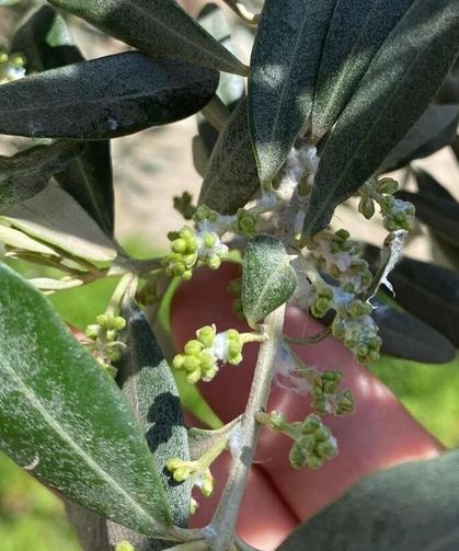 Zeytin üreticileri pamuklu bit zararlısına karşı uyarıldı