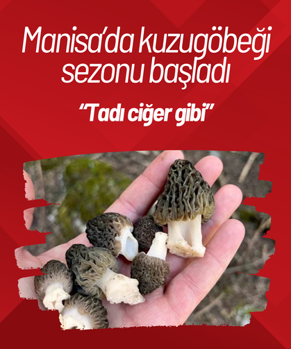 Manisa’da kuzugöbeği sezonu başladı