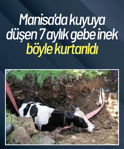 Manisa'da kuyuya düşen 7 aylık gebe inek kurtarıldı