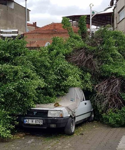 Asırlık ağaç park halindeki aracın üzerine devrildi