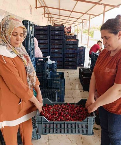 25 yıl önce dikilen kiraz fidanları Selendi'yi Avrupa'ya taşıdı