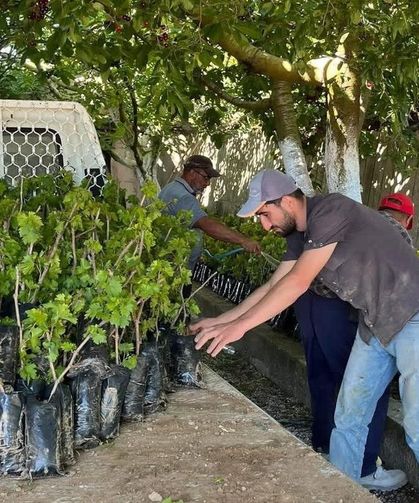 İki kardeşten üzüm üretimine milyonluk katkı