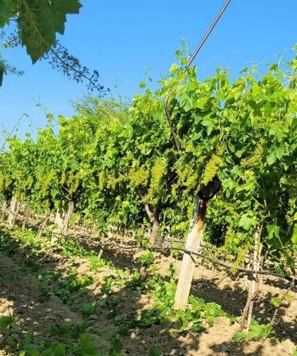 Sarıgöl TARİŞ'te yaş üzüm seferberliği