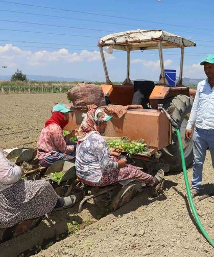 Saruhanlı'da tütün mesaisi başladı