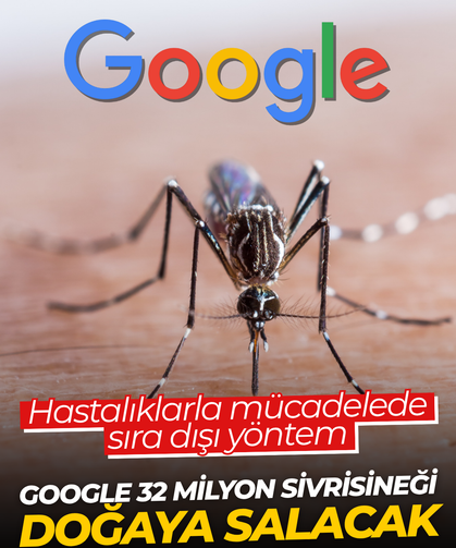 Google 32 milyon sivrisineği doğaya salacak