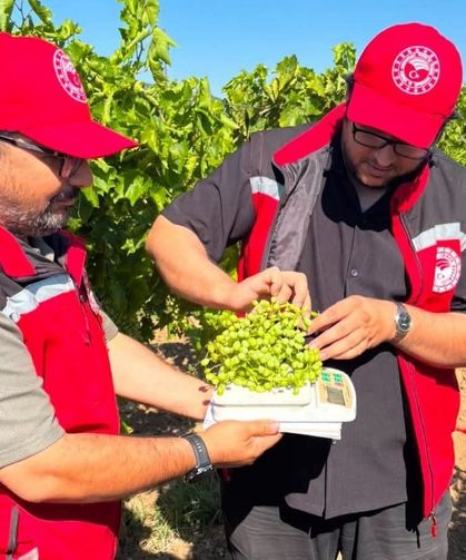 Manisa bağlarında hasat öncesi rekolte saha çalışmaları başladı