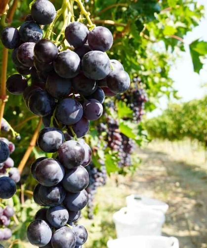 Manisa'da yaş üzüm hasadı başladı