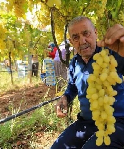 Manisalı üretici üzüm fiyatlarının erken açıklanmasını bekliyor