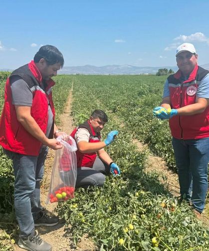 Organik domates üretimine kalıntı denetimi