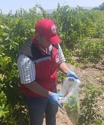 Salihli'de pestisit kalıntısına sıkı denetim