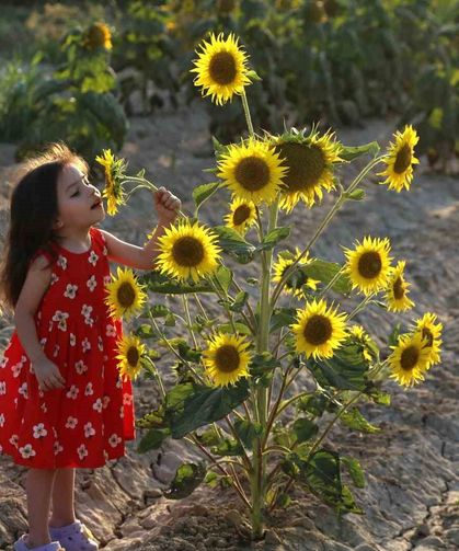 Ayçiçeği tarlaları fotoğrafçıların yeni gözdesi oldu