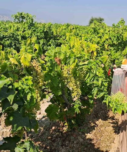 Üzüm bağlarında hasat öncesi pestisit denetimi