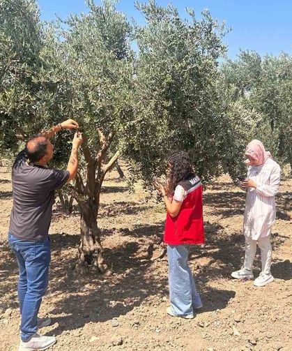 Zeytin sineğine karşı Manisa'da bahçeler tek tek kontrol ediliyor