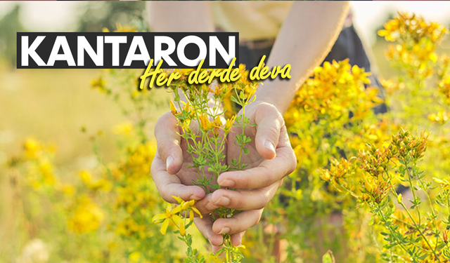 Kantaron bitkisi binbir derde deva