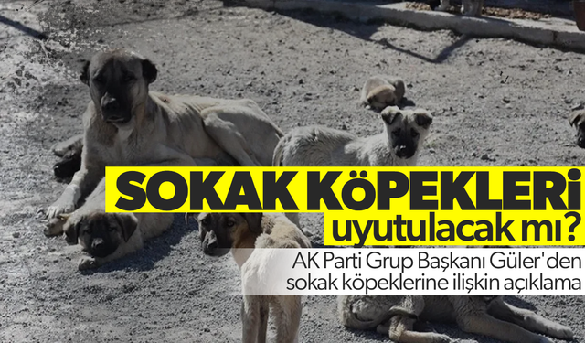 AK Parti Grup Başkanı Güler'den sokak köpeklerine ilişkin açıklama