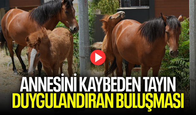 Annesinden ayrı kalan tayın duygulandıran kavuşması