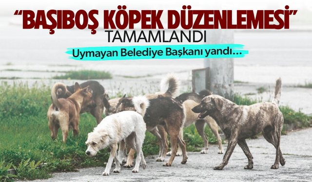 "Başıboş köpek düzenlemesi" tamamlandı... Uygulamayan başkana hapis cezası!