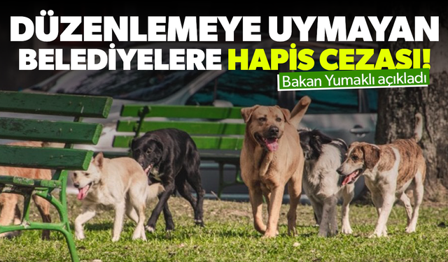 Sokak hayvanları yasasına uymayan belediyelere ceza!