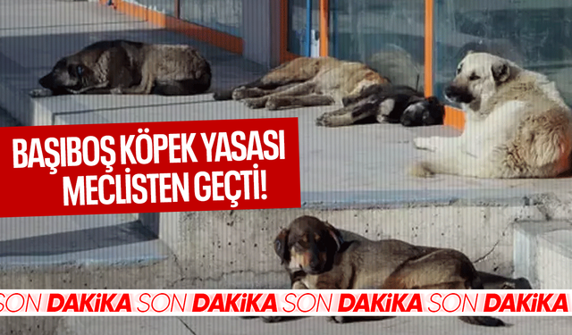 Başıboş sokak köpekleri düzenlemesi Meclis'te kabul edildi