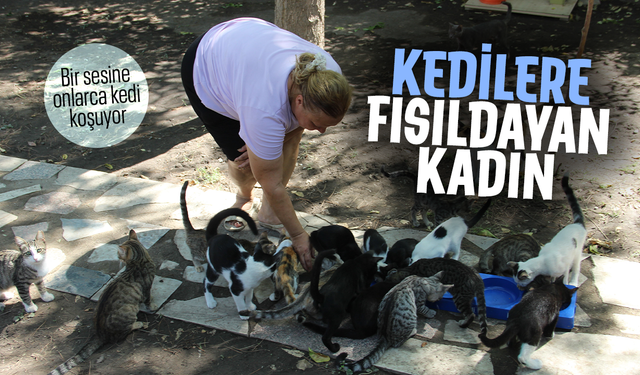 Kedilere fısıldayan kadın... Bir sesine onlarca kedi koşuyor