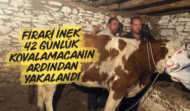 Firari inek 42 günlük kovalamacanın ardından yakalandı