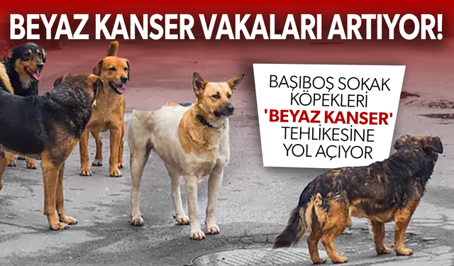 Başıboş sokak köpekleri 'beyaz kanser' tehlikesine yol açıyor