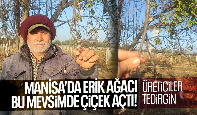 Manisa'da erik ağacı çiçek açtı! Üreticiler tedirgin...