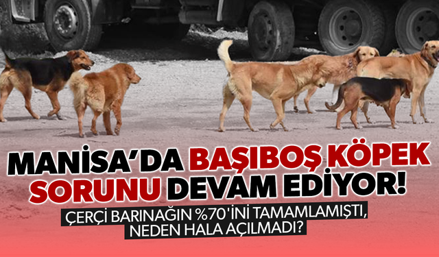 MANİSA'DA BAŞIBOŞ KÖPEK SORUNU DEVAM EDİYOR! ÇERÇİ BARINAĞIN %70'İNİ TAMAMLAMIŞTI, NEDEN HALA AÇILMADI?