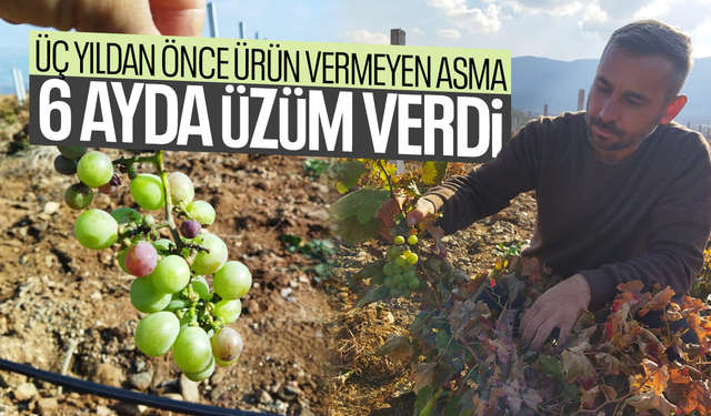 Üç yıldan önce ürün vermeyen asma 6 ayda üzüm verdi