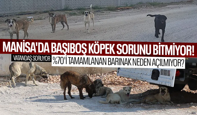 Manisa'da başıboş köpek sorunu bitmiyor! %70'i tamamlanan barınak neden açılmıyor?