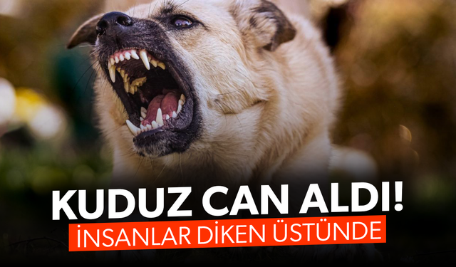 Türkiye’de kuduz can aldı... İnsanlar diken üstünde!