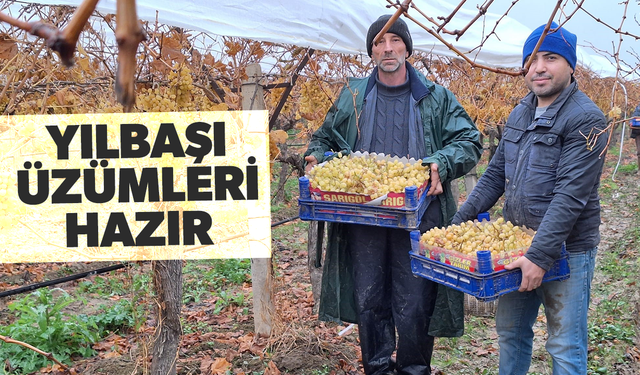 Yılbaşı üzümleri yola çıktı