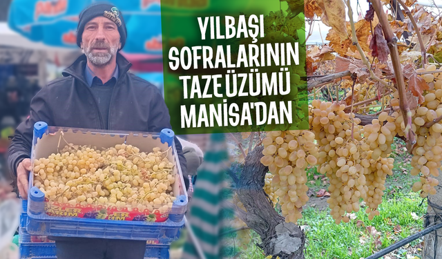 Yılbaşı sofralarının taze üzümü Manisa'dan