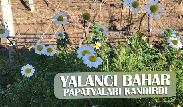 Manisa’da papatyalar da açtı