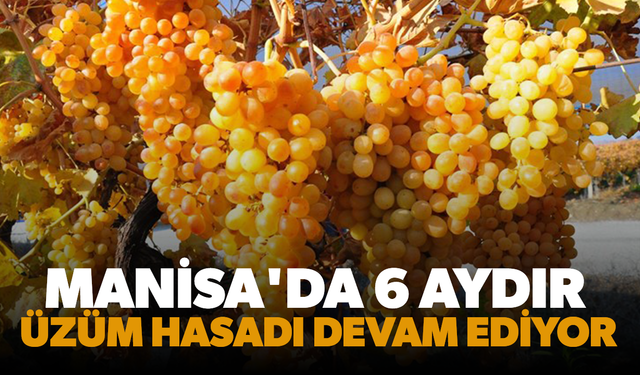 Manisa’da 6 aydır üzüm hasadı devam ediyor