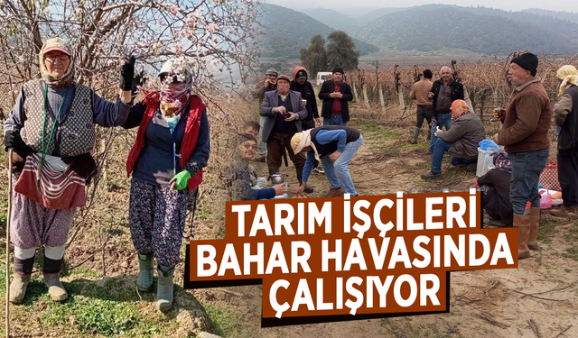 Tarım işçileri bahar havasında çalışıyor