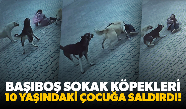 Sivas'ta 10 yaşındaki çocuğa köpekler saldırdı