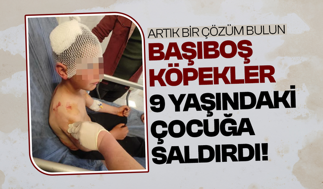 Başıboş köpekler 9 yaşındaki çocuğa saldırdı!