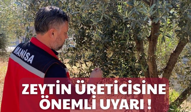 Zeytin üreticilerine ’Pamuklu bit’ uyarısı
