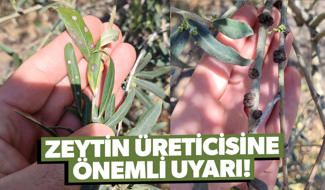 Manisalı zeytin üreticilerine önemli uyarı
