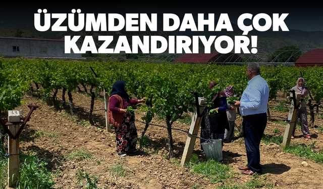 Üzümden daha çok kazandırıyor!