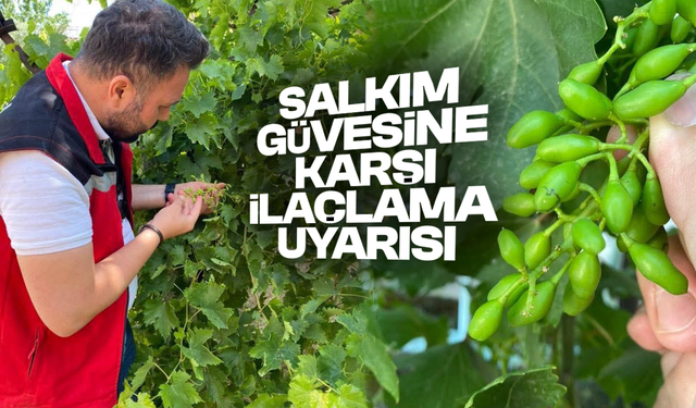 Salkım güvesine karşı ilaçlama uyarısı
