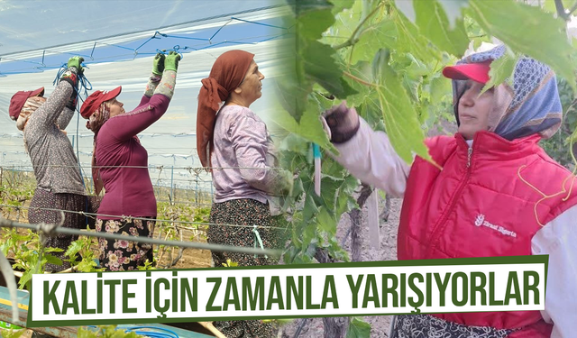 Sultaniye üzümünde kalite için zamanla yarışıyorlar