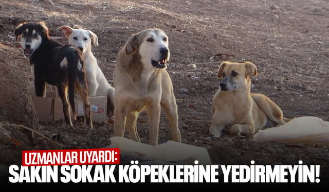 Uzmanlar uyardı: Sakın sokak köpeklerine yedirmeyin!