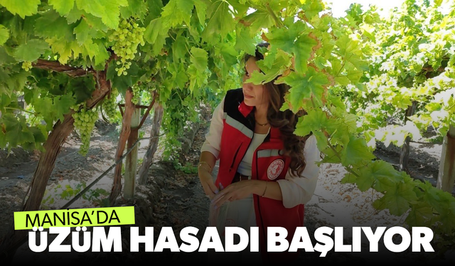 Manisa’da üzüm hasadı ve ihracatı başlıyor