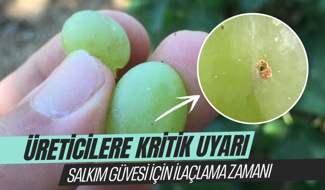 Salkım güvesi için ilaçlama zamanı!